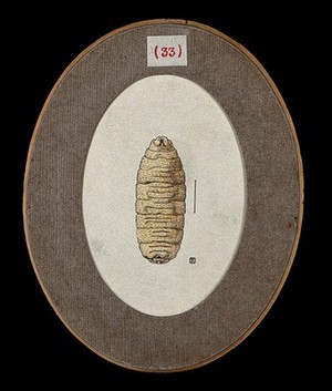 view The larva of the fly Cordylobia anthropophaga, called 'ver du Cayor'. Coloured drawing by A.J.E. Terzi, ca 1919.