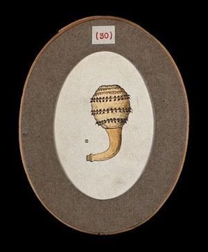 view The young larva of the fly Dermatobia cyaniventris. Coloured drawing by A.J.E. Terzi, ca 1919.