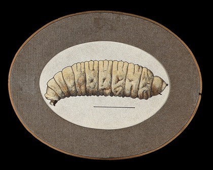 A Congo floor maggot (Auchmeromyia luteola). Coloured drawing by A.J.E. Terzi, ca 1919.