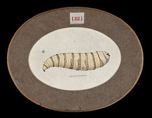 view The larva of the fly Chrysomyia macellaria. Coloured drawing by A.J.E. Terzi, ca 1919.