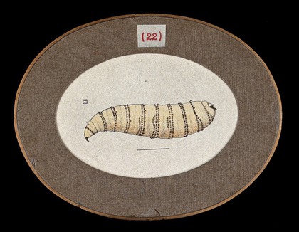 The larva of the fly Chrysomyia macellaria. Coloured drawing by A.J.E. Terzi, ca 1919.