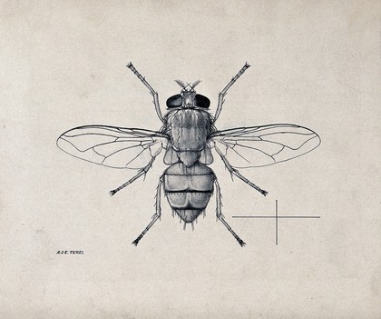 A blow fly (Bengalia depressa). Pen and ink drawing by A.J.E. Terzi, ca. 1919.