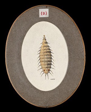 view The larva of the lesser house fly Fannia canicularis. Coloured drawing by A.J.E. Terzi, ca 1919.