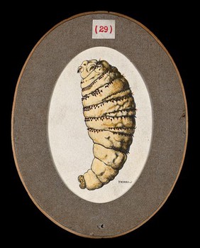 The older larva of the fly Dermatobia cyaniventris. Coloured drawing by A.J.E. Terzi, ca 1919.