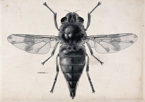 view A horse botfly (Gasterophilus intestinalis). Pen and ink drawing by A.J.E. Terzi, ca. 1919.