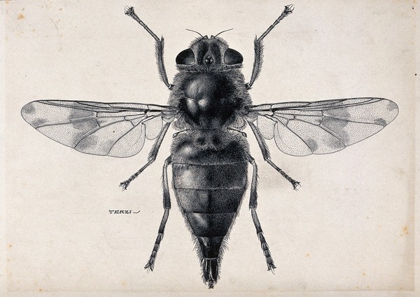 A horse botfly (Gasterophilus intestinalis). Pen and ink drawing by A.J.E. Terzi, ca. 1919.