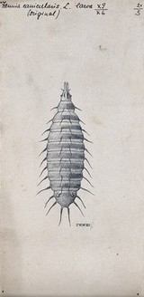 The larva of the lesser house fly Fannia canicularis. Drawing by A.J.E. Terzi, ca 1919.