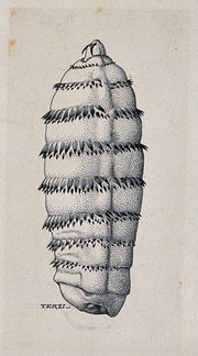 The larva of a horse botfly (Gasterophilus intestinalis). Pen and ink drawing by A.J.E. Terzi, ca. 1919.