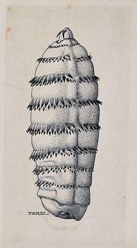 The larva of a horse botfly (Gasterophilus intestinalis). Pen and ink drawing by A.J.E. Terzi, ca. 1919.