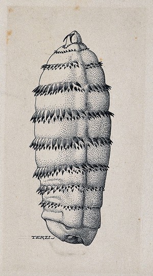 view The larva of a horse botfly (Gasterophilus intestinalis). Pen and ink drawing by A.J.E. Terzi, ca. 1919.