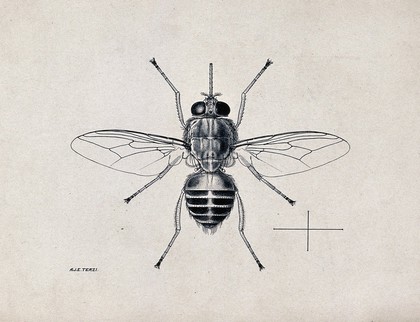 A tsetse fly (Glossina morsitans). Pen and ink drawing by A.J.E. Terzi, ca. 1919.