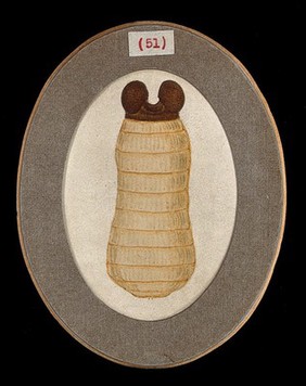 The larva of a tsetse fly (Glossina palpalis). Coloured pen and ink drawing by A.J.E. Terzi, ca. 1919.