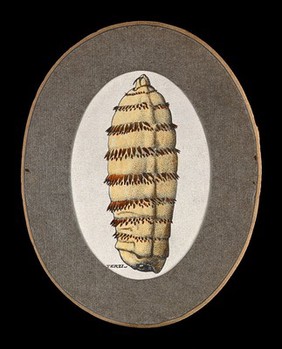 The larva of a horse botfly (Gasterophilus intestinalis). Coloured pen and ink drawing by A.J.E. Terzi, ca. 1919.