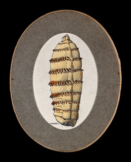 The larva of a horse botfly (Gasterophilus intestinalis). Coloured pen and ink drawing by A.J.E. Terzi, ca. 1919.