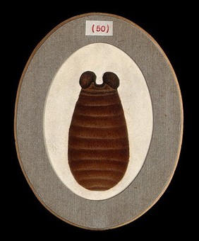 The pupa of a tsetse fly (Glossina palpalis). Coloured pen and ink drawing by A.J.E. Terzi, ca. 1919.