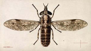 view A cleg (Haematopota pulchrithorax). Coloured pen and ink drawing by A.J.E. Terzi, ca. 1919.