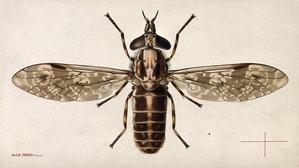 A cleg (Haematopota pulchrithorax). Coloured pen and ink drawing by A.J.E. Terzi, ca. 1919.