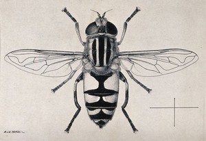 view A hoverfly or dronefly (Helophilus trivittatus). Pen and ink drawing by A.J.E. Terzi, ca. 1919.