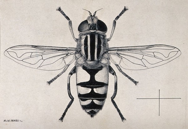 A hoverfly or dronefly (Helophilus trivittatus). Pen and ink drawing by A.J.E. Terzi, ca. 1919.