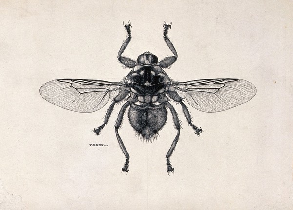 A louse fly (Hippobosca rufipes). Pen and ink drawing by A.J.E. Terzi, ca. 1919.