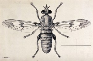 view A fly (Hoplistomerus serripes). Pen and ink drawing by A.J.E. Terzi, ca. 1919.