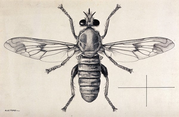 A fly (Hoplistomerus serripes). Pen and ink drawing by A.J.E. Terzi, ca. 1919.