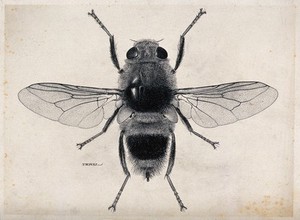 view The ox warble fly (Hypoderma bovis). Pen and ink drawing by A.J.E. Terzi, ca. 1919.