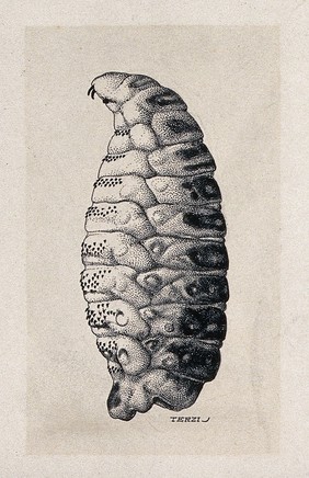 The larva of the sheep nostril fly (Oestrus ovis). Drawing by A.J.E. Terzi, ca 1919.