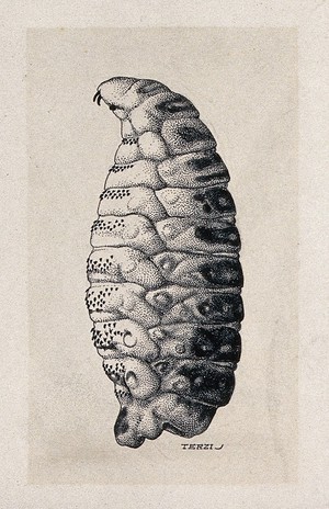 view The larva of the sheep nostril fly (Oestrus ovis). Drawing by A.J.E. Terzi, ca 1919.