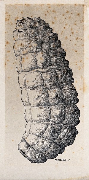 view The larva of the ox warble fly (Hypoderma bovis). Drawing by A.J.E. Terzi, ca 1919.