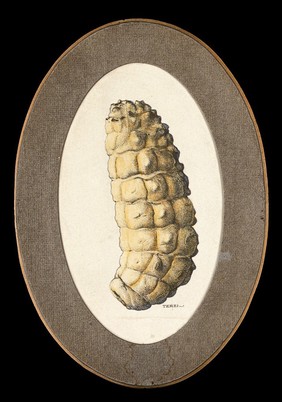 The larva of the ox warble fly (Hypoderma bovis). Coloured drawing by A.J.E. Terzi, ca 1919.