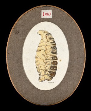 view The larva of the sheep nostril fly (Oestrus ovis). Coloured drawing by A.J.E. Terzi, ca 1919.