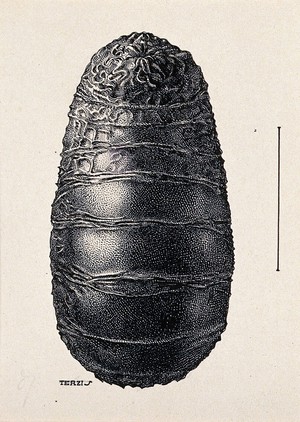 view The pupa of a warble fly (Oestrus variolosus). Drawing by A.J.E. Terzi, ca 1919.