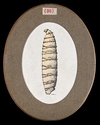 The larva of a flesh fly (Sarcophaga species). Coloured drawing by A.J.E. Terzi, ca 1919.