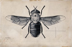 view A horse fly (Tabanus biguttatus). Pen and ink drawing by A.J.E. Terzi, ca. 1919.