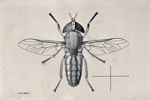 view A horse fly (Tabanus ditaemiatus). Pen and ink drawing by A.J.E. Terzi, ca. 1919.