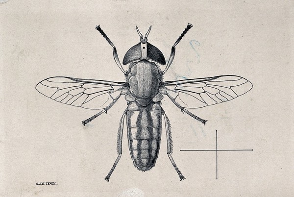 A horse fly (Tabanus ditaemiatus). Pen and ink drawing by A.J.E. Terzi, ca. 1919.