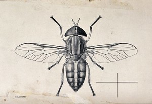 view A horse fly (Tabanus dorsivitta). Pen and ink drawing by A.J.E. Terzi, ca. 1919.