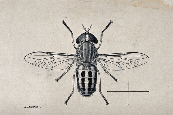 A horse fly (Tabanus gratus). Pen and ink drawing by A.J.E. Terzi, ca. 1919.