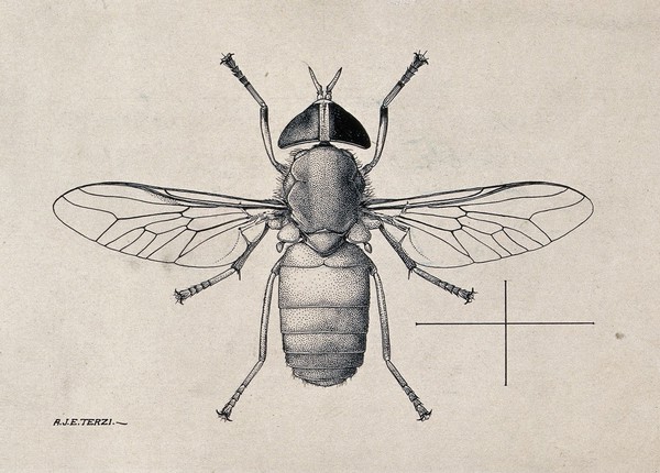 A horse fly (Tabanus par). Pen and ink drawing by A.J.E. Terzi, ca. 1919.