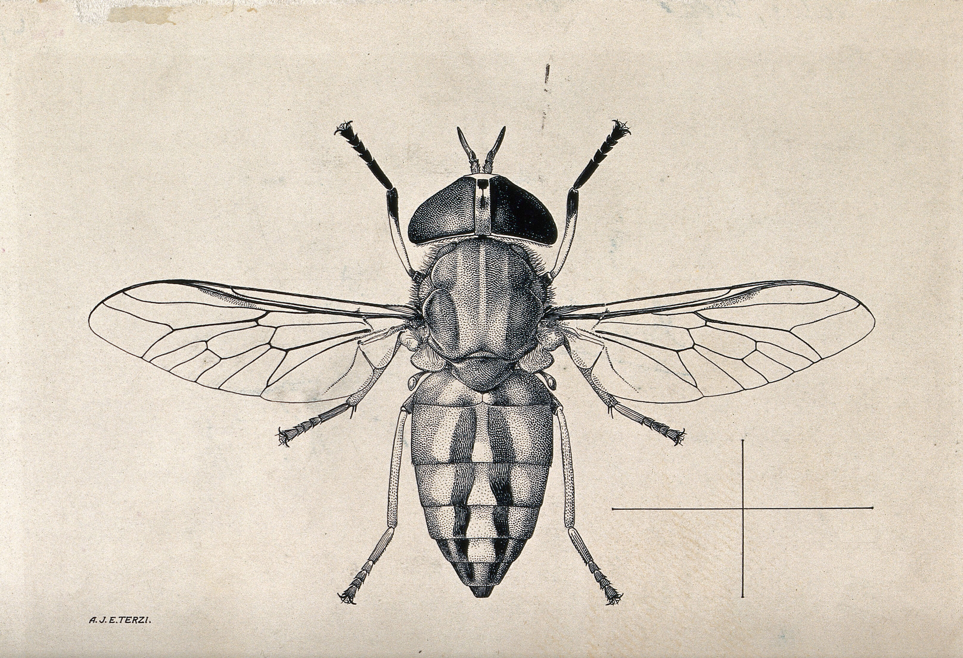 A horse fly (Tabanus socius). Pen and ink drawing by A.J.E. Terzi, ca