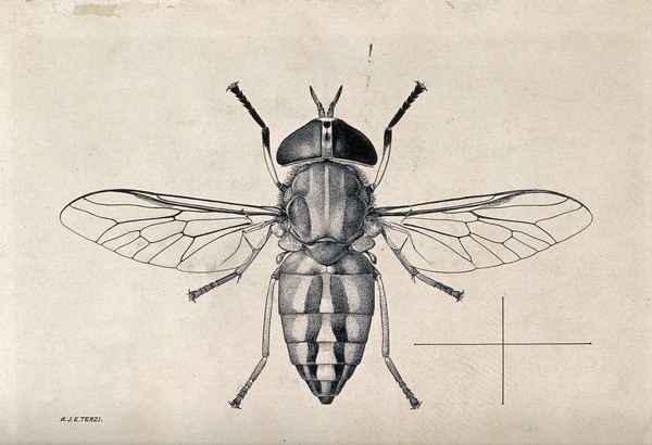 A horse fly (Tabanus socius). Pen and ink drawing by A.J.E. Terzi, ca. 1919.