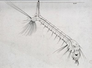 view The larva of a culicine mosquito hanging down from the surface of the water. Photograph of a drawing by A.J.E. Terzi, ca 1919.