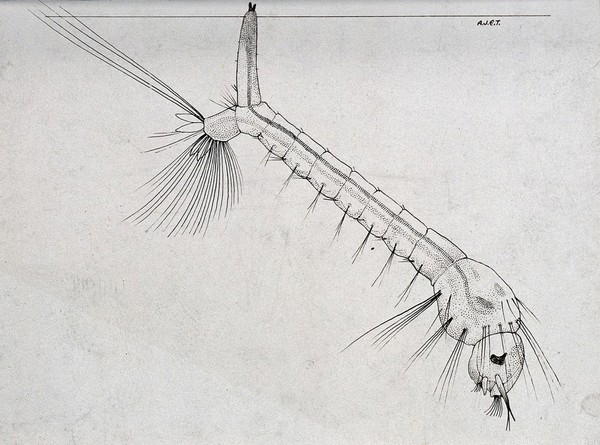 The larva of a culicine mosquito hanging down from the surface of the water. Photograph of a drawing by A.J.E. Terzi, ca 1919.