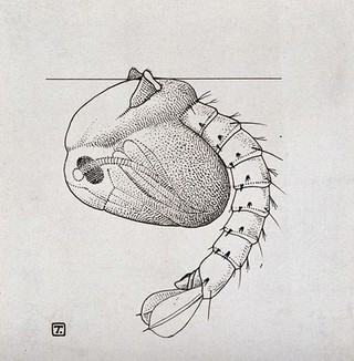 The pupa of a mosquito (Anopheles maculipennis). Photograph of a drawing by A.J.E. Terzi, ca 1919.