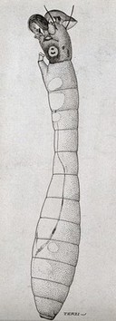 The larva of a black fly (Simulium species). Photograph of a drawing by A.J.E. Terzi, ca 1919.