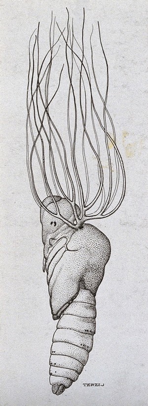 view The pupa of a black fly (Simulium species). Photograph of a drawing by A.J.E. Terzi, ca 1919.