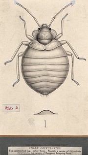 The common bedbug (Cimex lectularius). Pen and ink drawing by A.J.E. Terzi, ca. 1919.