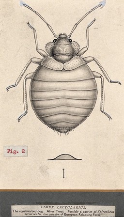 The common bedbug (Cimex lectularius). Pen and ink drawing by A.J.E. Terzi, ca. 1919.