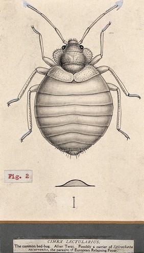 The common bedbug (Cimex lectularius). Pen and ink drawing by A.J.E. Terzi, ca. 1919.